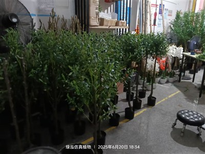 Mae Olive Tree a archebir gan y cwsmer Ffrengig yn cael ei gynhyrchu ar hyn o...